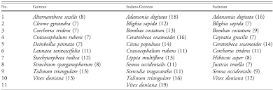 Image result for Justicia tenella