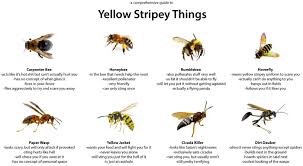 A Comprehensive Guide To Yellow Stripey Things