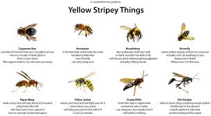 a comprehensive guide to yellow stripey things