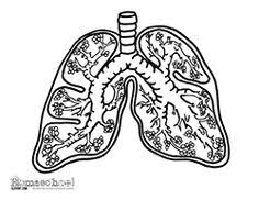 School's out for summer, so keep kids of all ages busy with summer coloring sheets. 21 Respiratory System Ideas Respiratory System Human Body Systems Respiratory