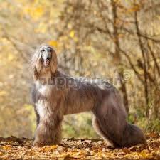Ο mclaren, πρώην σύντροφος της σχεδιάστριας. Agora Koytabioy Afgan Puppy4u Gr Skylos Syntrofias Kynhgi