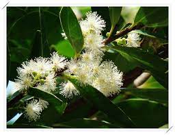 pin by stephen chen on 雙子葉大風子科魯花樹屬scolopia魯花樹 plants