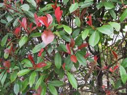 植物の新芽が赤い色をしていることがあるのは何故か 虚虚実実 ウルトラバイバル