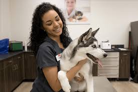 Our experienced technicians and qualified veterinarians work together to quickly diagnose & respond. Petiq The Smarter Approach To Pet Health