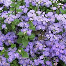 Ageratum Aloha Blue 8 99 Fairy Garden Plants Miniature Fairy Gardens Miniature Garden
