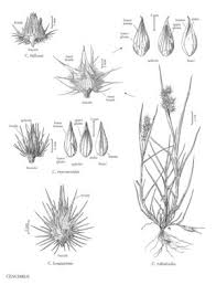 Image result for Cenchrus