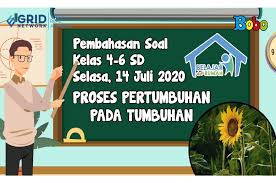 Pada buku paket anda tanaman hias di kelompokan menjadi 3 dalam konteks umum, tanaman hias adalah salah satu dari pengelompokan berdasarkan fungsi bagian yang dimanfaatkan orang tidak semata bunga, tetapi kesan keindahan yang dimunculkan penyiangan dapat dilakukan dengan berbagai cara, diantaranya : Soal Dan Jawaban Materi Tanaman Hias Kelasx Jawabanku Id