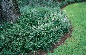 Liriope Google Search Ornamental Trees Landscaping Low Maintenance Plants Landscaping Plants