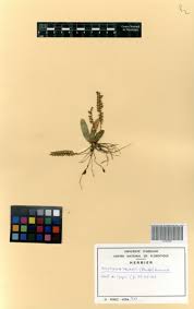 Image result for Bolusiella talbotii