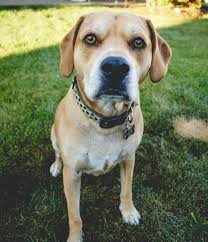 They are a relatively healthy breed. Pitbull Lab Mix When Two Different Doggy Personalities Combine