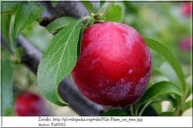 Image result for prunus domestica renkloda althana
