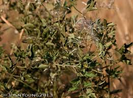 Image result for Clematis brachiata