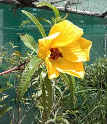 Image result for Distephanus divaricatus