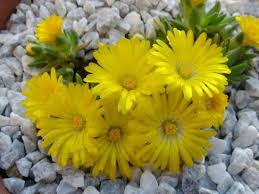 Image result for Delosperma tradescantioides