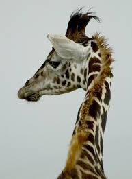 Young Giraffe On A Rainy Day Giraffe Animals Wild Animals Friends
