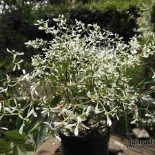 Will grow in full sowing, seeds, planting. Euphorbia Hypericifolia Diamond Frost