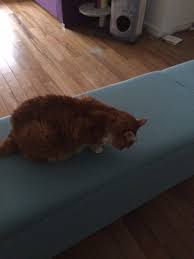 Tanya S Comprehensive Guide To Feline Chronic Kidney Disease Symptoms Overview Kidney Disease Symptoms Chronic Kidney Disease Cat Diseases