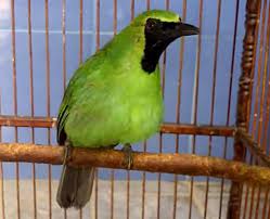 8 Cara Mudah Mengetahui Ciri Fisik Burung Cucak Ijo Sumatra Paling Lengkap Kicau Mania