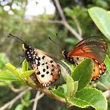 Image result for Achariaceae