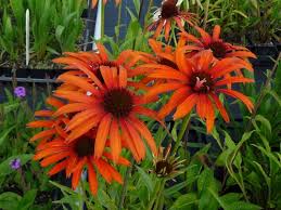 To talk about spelling (as we use it) in spanish you need to use escribir. Experiments With Echinacea Rare Plant Fair