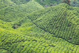 You can visit farms, tea plantations, enjoy the all year round cooling weather boh tea plantation sungai palas is highly on our list as it offers one of the most spectacular views on the highlands. Scenic View Of Tea Plantation Cameron Highlands Pahang Malaysia Farming Travel Stock Photo 193524506