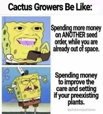 What you are really asking is. 120 Best Succulent Plant Memes Ideas Memes Plants Succulents