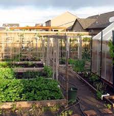 How To Grow A Veggie Garden Even In The Desert Veggie Garden Urban Garden Desert Garden