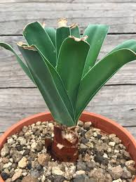 Image result for Ammocharis tinneana