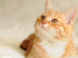 Image result for adorable cat