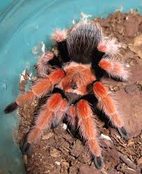 Image result for Meiosperma bracteatum