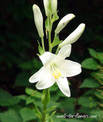 White Lilies Lily Flower Types Of Lilies White Lily Flower