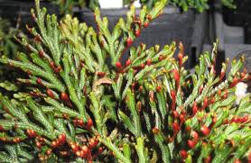 Image result for Selaginella perpusilla