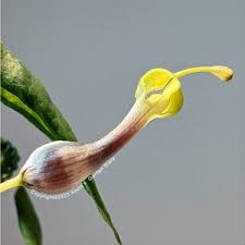 Image result for Ceropegia burchelliana