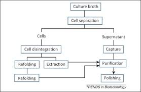 Continuous Downstream Processing Of Biopharmaceuticals