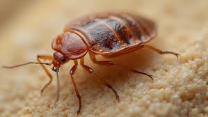 How to Get Rid of Bed Bugs: A Complete 7-Step Guide