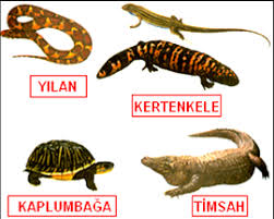 Omurgali Hayvanlar Bitkiler Ve Hayvanlar Alemi