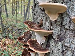 Image result for Ischnoderma resinosum