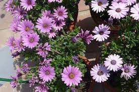 It is a beautiful place for the birds as it blooms beautiful f lowers. Top 10 Winter Flowers In India 9 Is My Favourite Oct To Nov Sowing