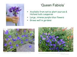 We did not find results for: Native Bulbs For California Gardens 2017