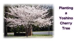 Planted with yoshino cherry in washington, d.c. Planting A Yoshino Cherry Tree Youtube