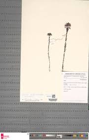 Image result for Striga bilabiata