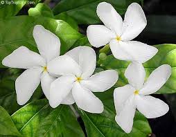 Image result for Tabernaemontana ventricosa