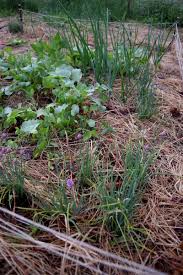 Maybe you would like to learn more about one of these? The Basics Of No Dig Gardening Insteading