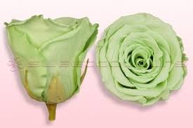 Check spelling or type a new query. Preserved Roses