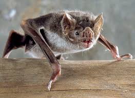 Common Vampire Bat Wikipedia