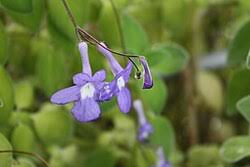 Image result for Streptocarpus hirticapsa