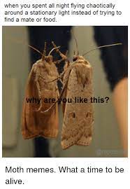 20 More Moth Memes That Ll Light Up Your Life Funny Memes Hilarious Memes