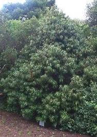 Podocarpus Henkelii Henkels Yellowwood 20 Meters Henkelsegeelhout 20 Year Old Specimen I African Plants 20 Years Old Garden