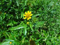 Image result for Bidens oligoflora
