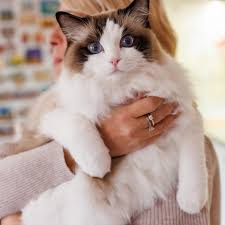 Image result for adorable cat